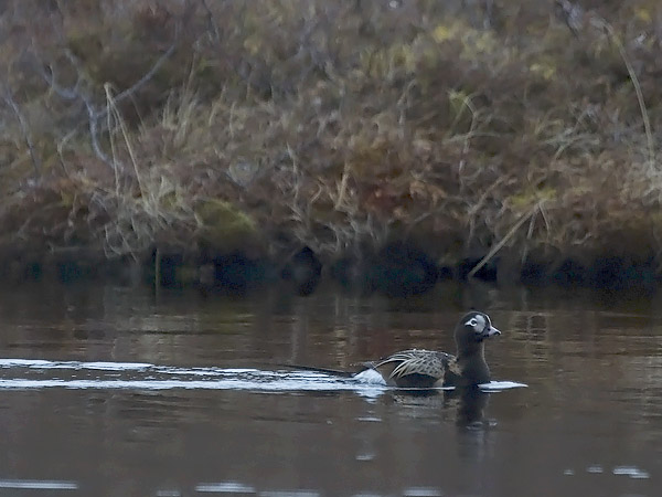 Alli, Long-tailed Duck, Clangula hyemalis